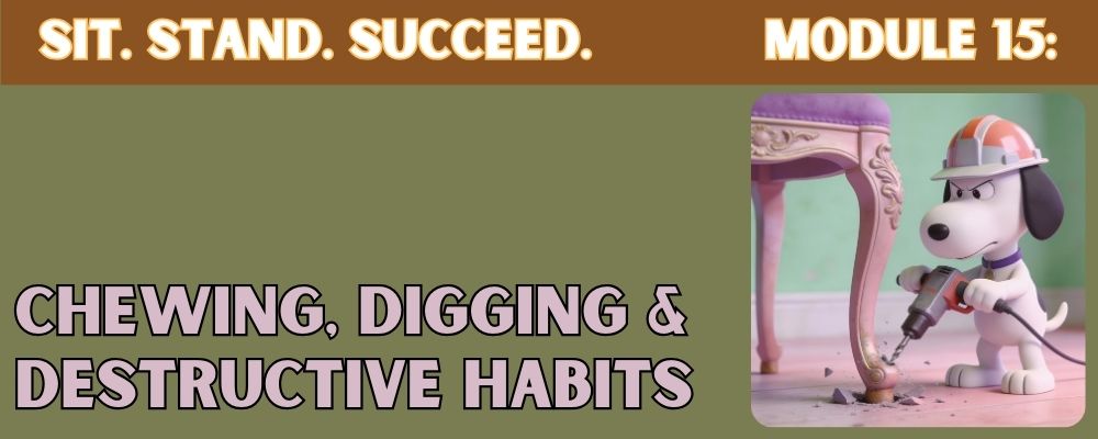 Dog Bad Habits