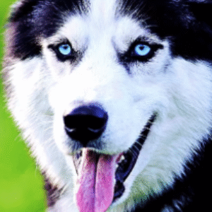 Profile photo of Stella-K