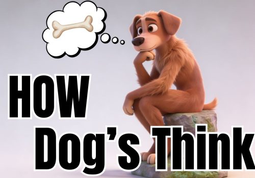 How-Dogs-Think