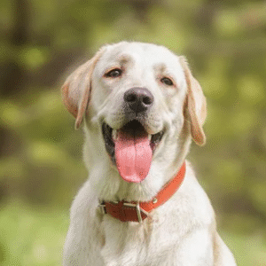 Group logo of Labradors