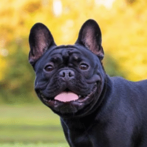 Group logo of French Bulldog